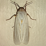 Ustjuzhania lineata